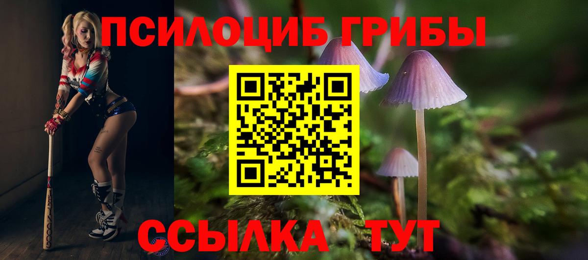 Псилоцибиновые грибы Cubensis Свободный